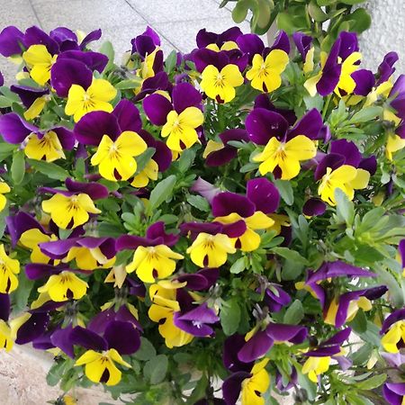B&B Ripalta Sogliano al Rubicone Ngoại thất bức ảnh